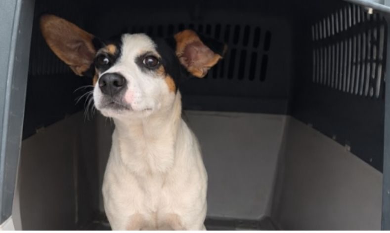 Foto de Nino, cachorro acolhido em 11 de setembro