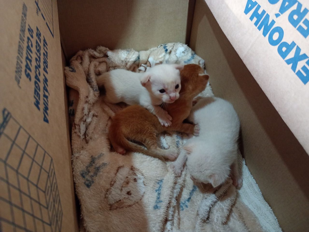 Foto de um gato sem nome, acolhido em 11 de setembro